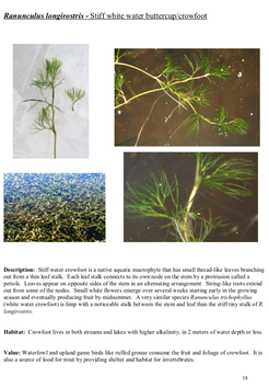 Screen Shot 2019-07-23 at 10.08.00 AM